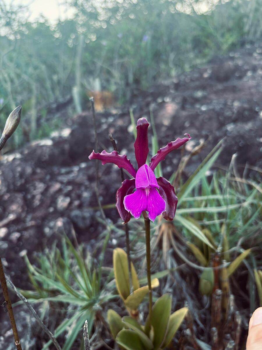 Wild orchid in the rocky grasslands of Chapada Diamantina
