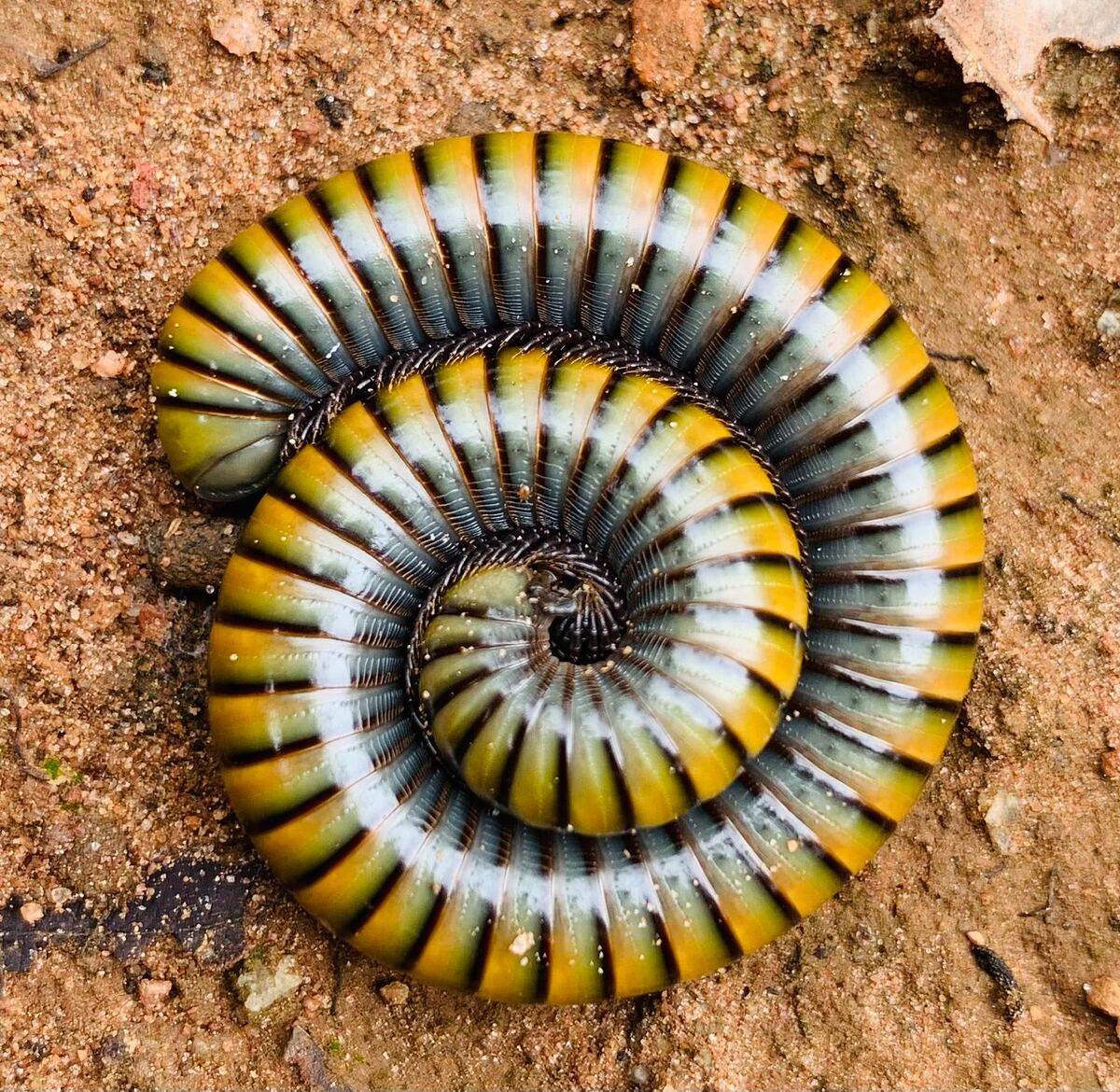 Millipede coiled in a spiral, macro close-up